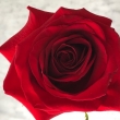 red-rose